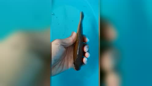 腾讯视频