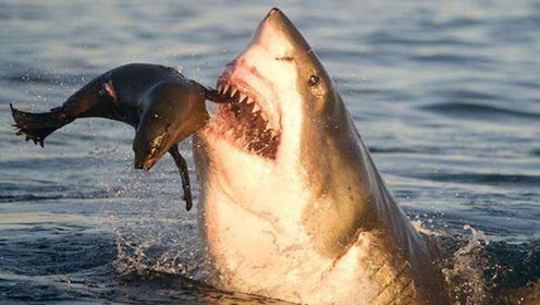 大白鲨追捕海豹,画面惊险刺激,结局让人意想不到