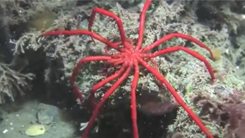 海蜘蛛 腾讯视频