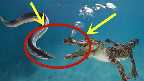 食人鱼饿上10天,然后放入一条电鳗,结局竟让人如此意外!