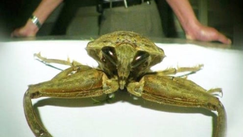 一旦被咬后果不堪设想影视墨余2019-08-2500:03:27盗墓笔记里西王母