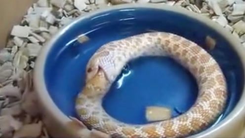 蛇活吞自己 腾讯视频