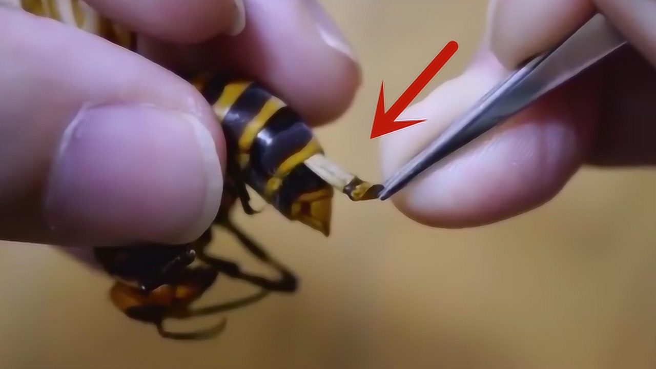 马蜂身体里也有寄生虫,拔出来后,感觉身体被掏空了