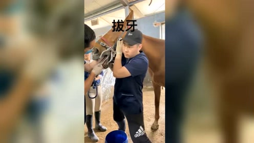 马牙医 腾讯视频