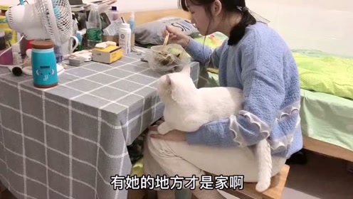 [图]记录流浪猫到宠物猫三个月的变化，三生有幸遇见你，余生多指教