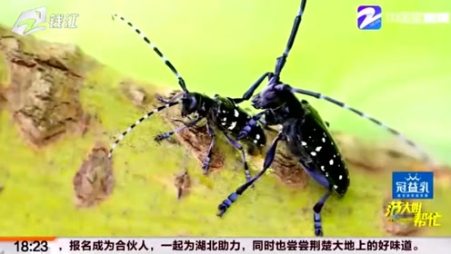 天牛虫 腾讯视频