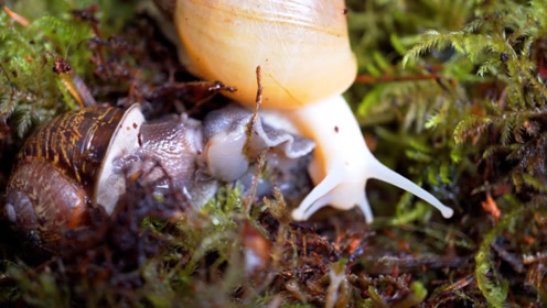 蜗牛作为一种常见的动物 大家知道蜗牛是胎生 还是卵生的吗 腾讯视频