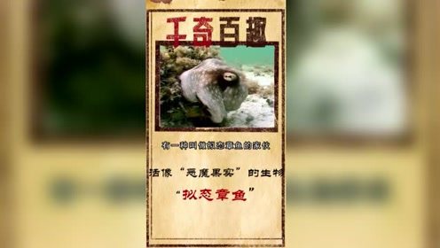 拟态章鱼 腾讯视频