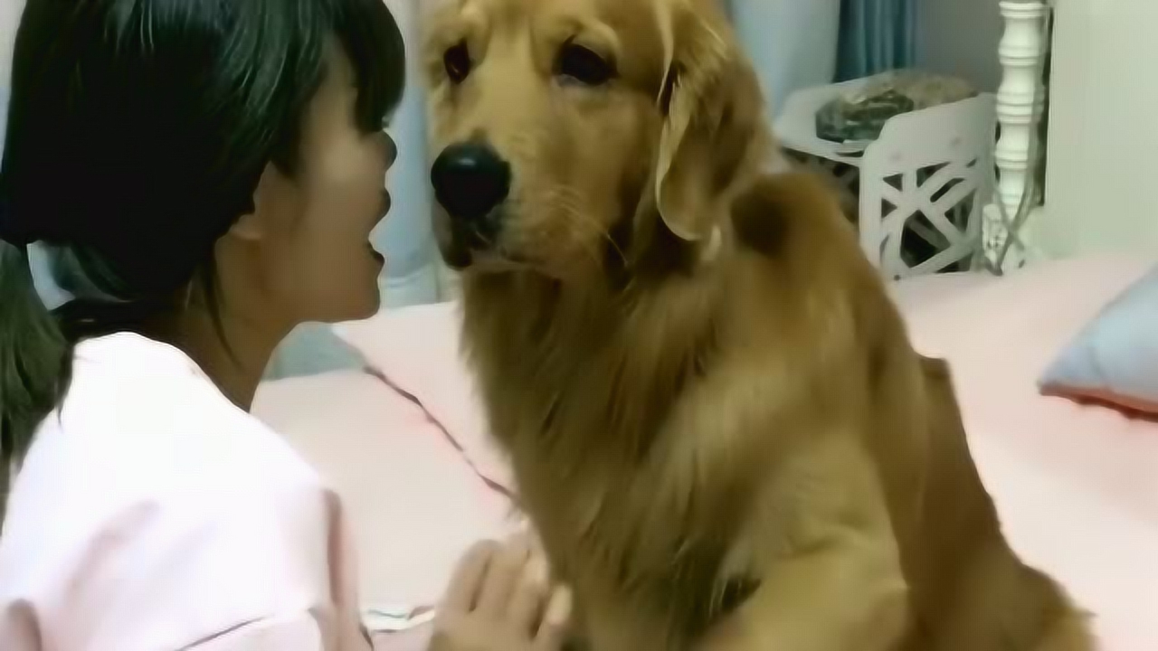女主人非要给金毛轮胎唱歌,汪星人内心是一万个不乐意,这表情像是在