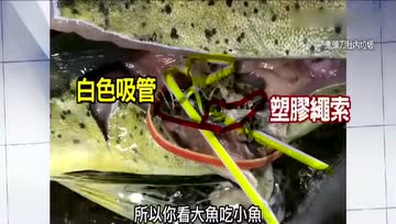 塑胶污染无处不在，爱吃海鲜的一定要看