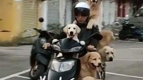 骑狗狗 腾讯视频