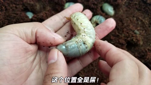 独角仙幼虫 腾讯视频