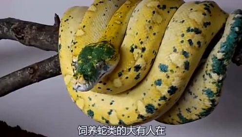 捉蛇人 腾讯视频