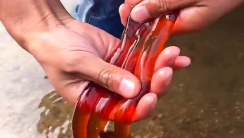 都说海蜇有剧毒,但它全身都是宝,触须也是非常美味