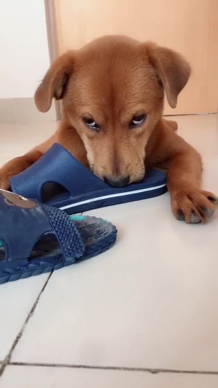 主人惩罚金毛咬拖鞋,下一秒金毛立马变怂,看完一定要忍住!