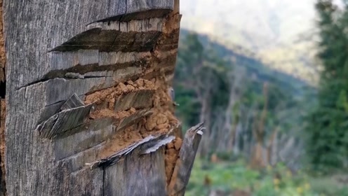 [图]央视曝光古树茶乱象：为了口普洱茶，这片原始森林惨遭剥皮或毒死