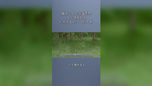 子猫物语 腾讯视频