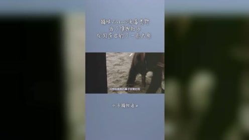 子猫物语 腾讯视频