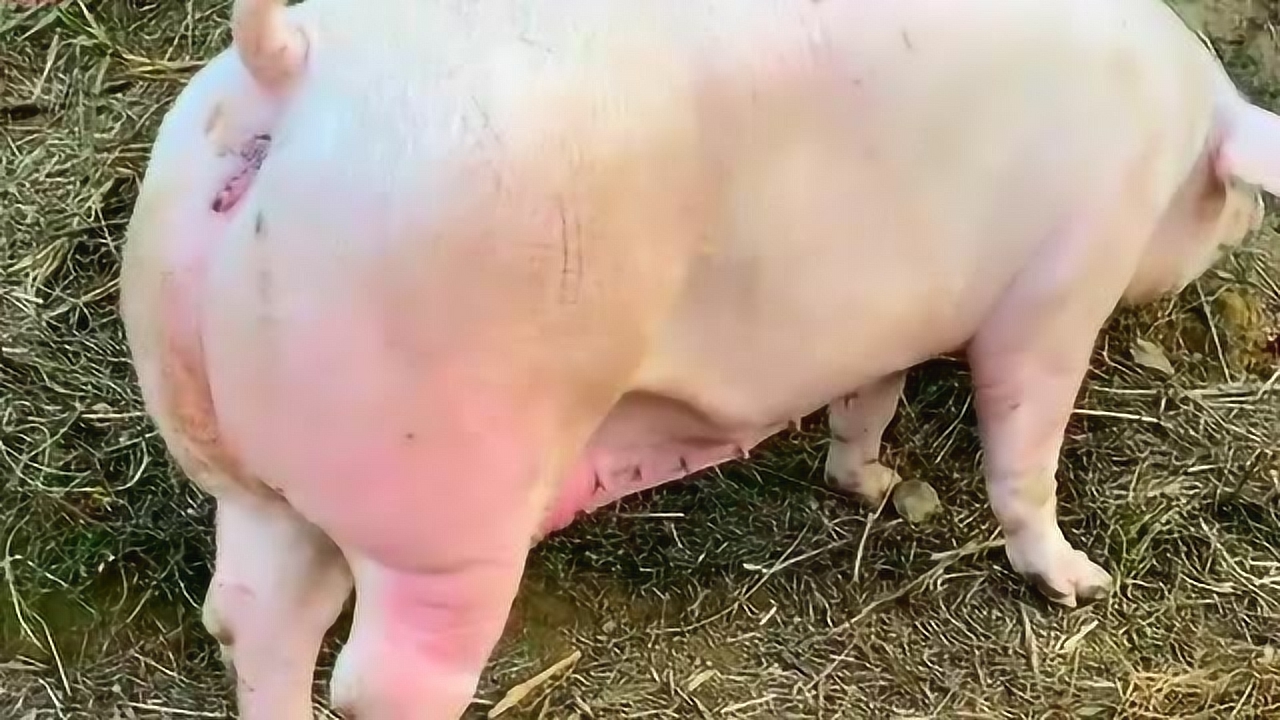 广东梅州发现一条700百斤猪,第一次见,主人发财了