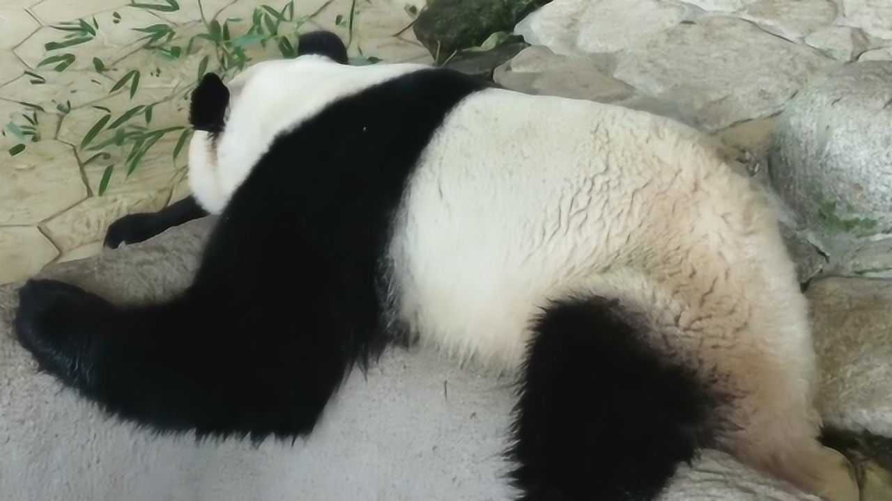 熊猫桃浜趴成废熊,懒洋洋的好可爱,长胳膊长腿是亮点