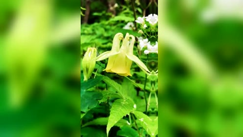 甘怡平 腾讯视频