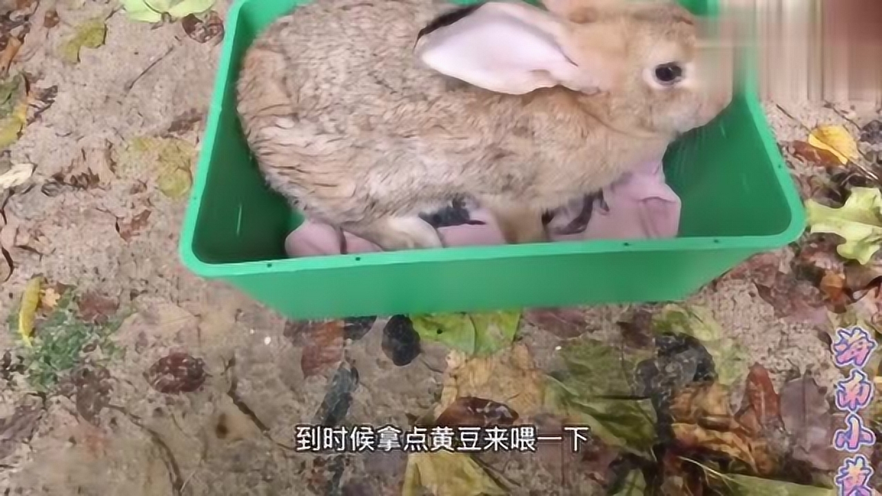 母兔给六日龄小兔子喂奶太可爱了,都拱着母兔抢奶喝