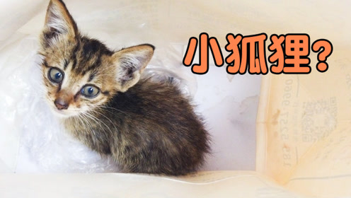 猫狐狸 腾讯视频