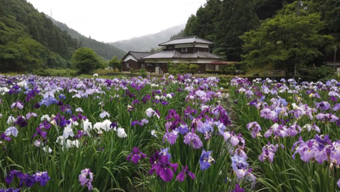 欣赏常州鸢尾花 腾讯视频