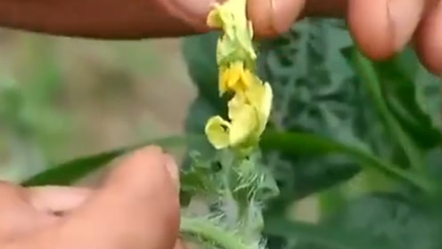西瓜授粉 腾讯视频
