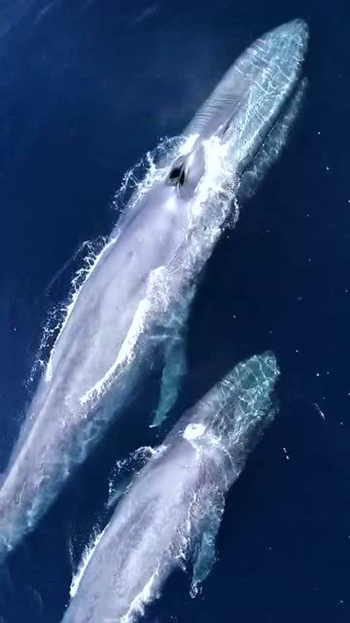 世界上最大的生物,体型堪比35只大象,海洋霸主!