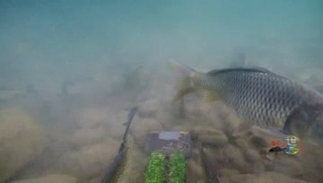 鲤鱼就是搅屎棍…吓到的点赞！#钓鱼