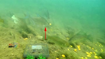 野钓鳊鱼吃饵过程，水下高清初探！