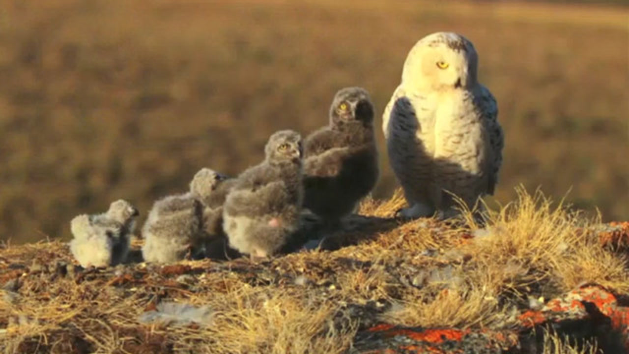 雪鸮一家在苔原上养育雏鸟!各司其职却要与时间竞赛!
