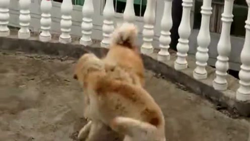 中国松狮犬 腾讯视频