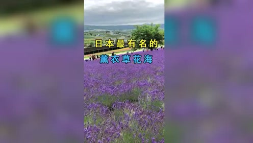富良野的富田农场的薰衣草花海 可以说是全日本最有名的 腾讯视频