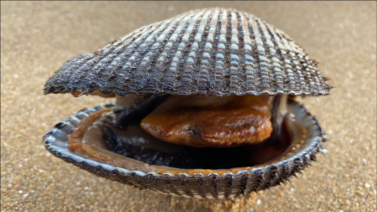 大海退潮后,大玲挖到超大毛蛤,还捡到了一个"大灯泡"