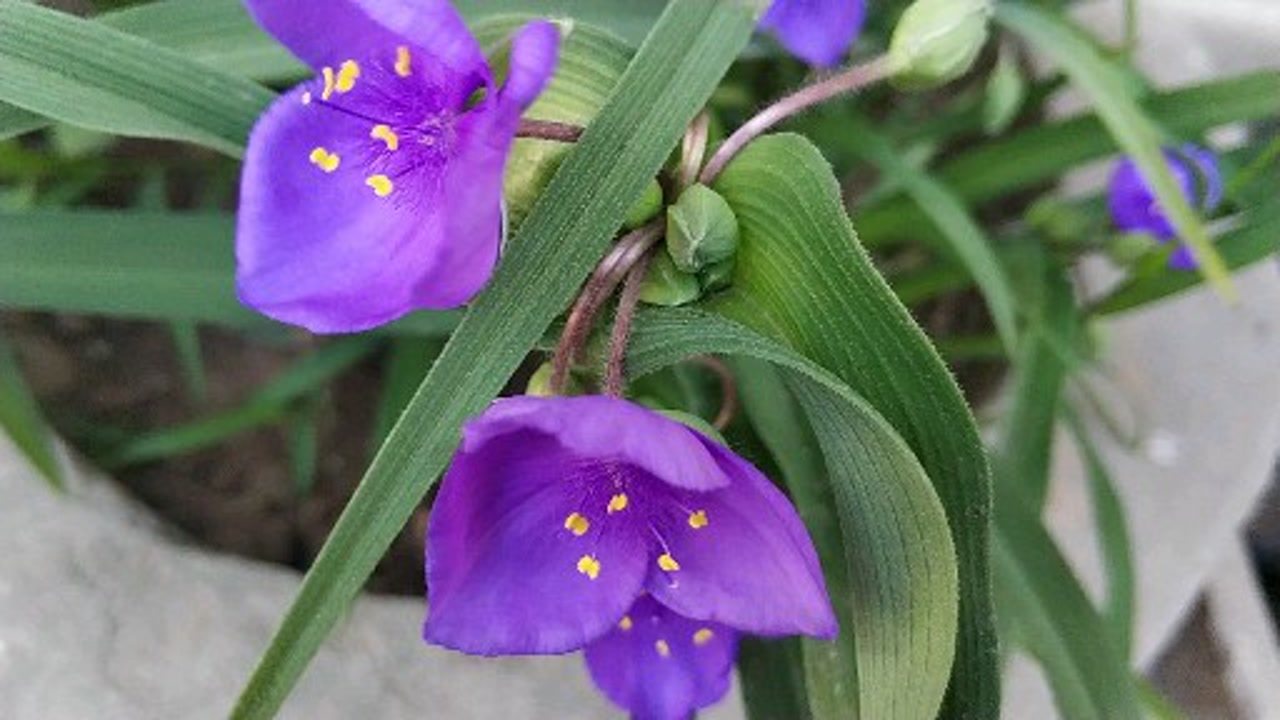 紫露草 鸭跖草科紫露草属植物 搜狗百科