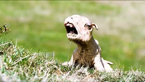 丧尸出笼绵羊版,只要被咬上一口,自己也会变成羊!(上)