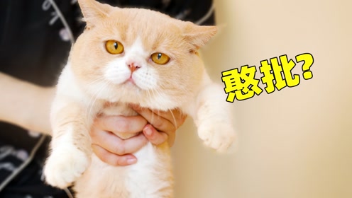 猫急撞墙 腾讯视频