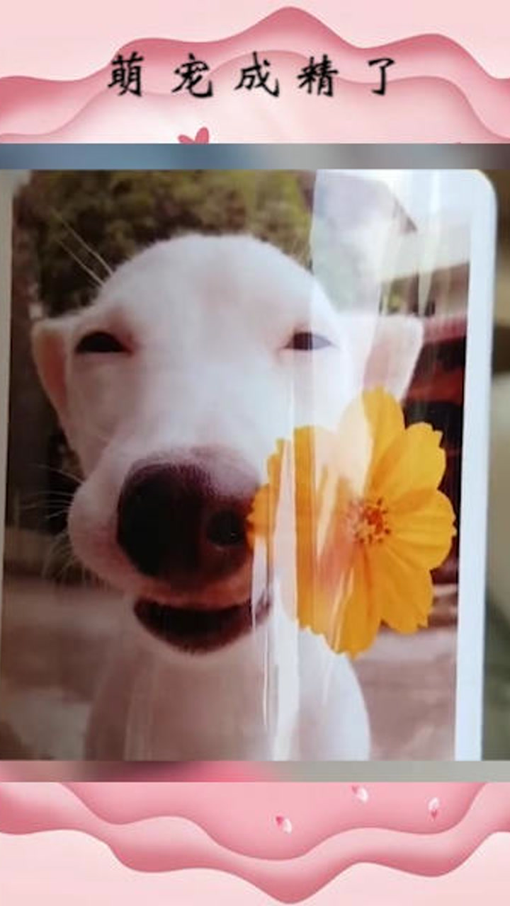 宠物成精了