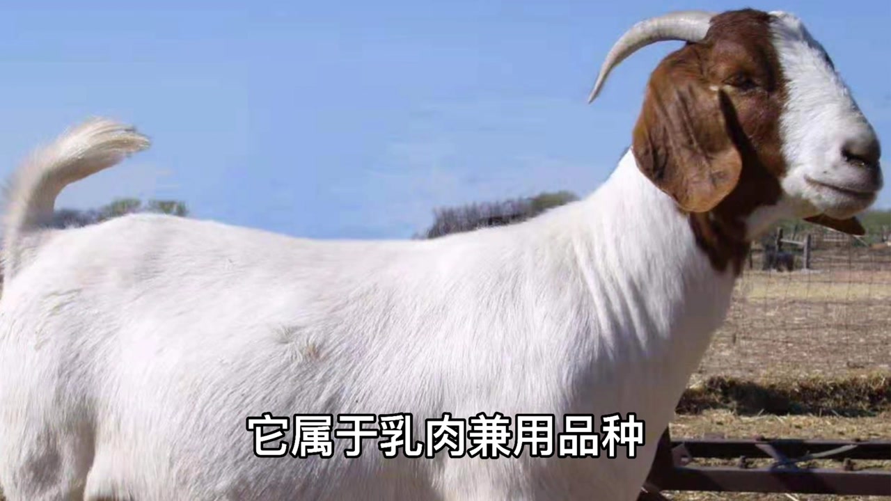 波尔山羊 牛科山羊属动物 搜狗百科