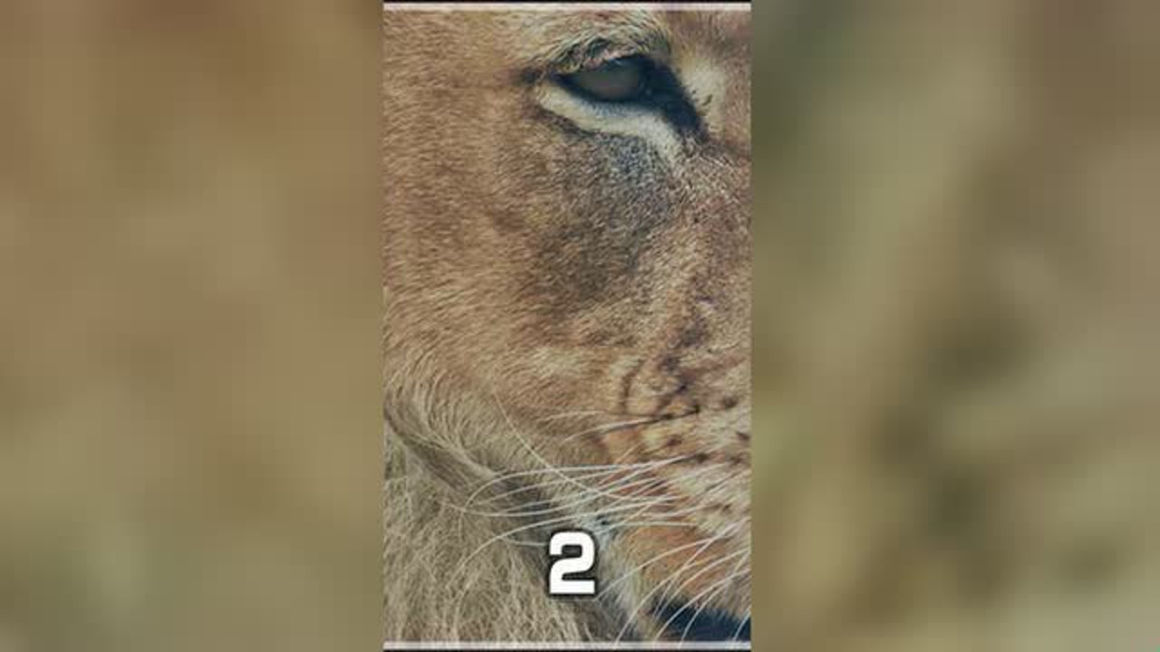 它是鬣狗的终结者以一敌四击退四只雄狮狮子狮王莫伦纪录片