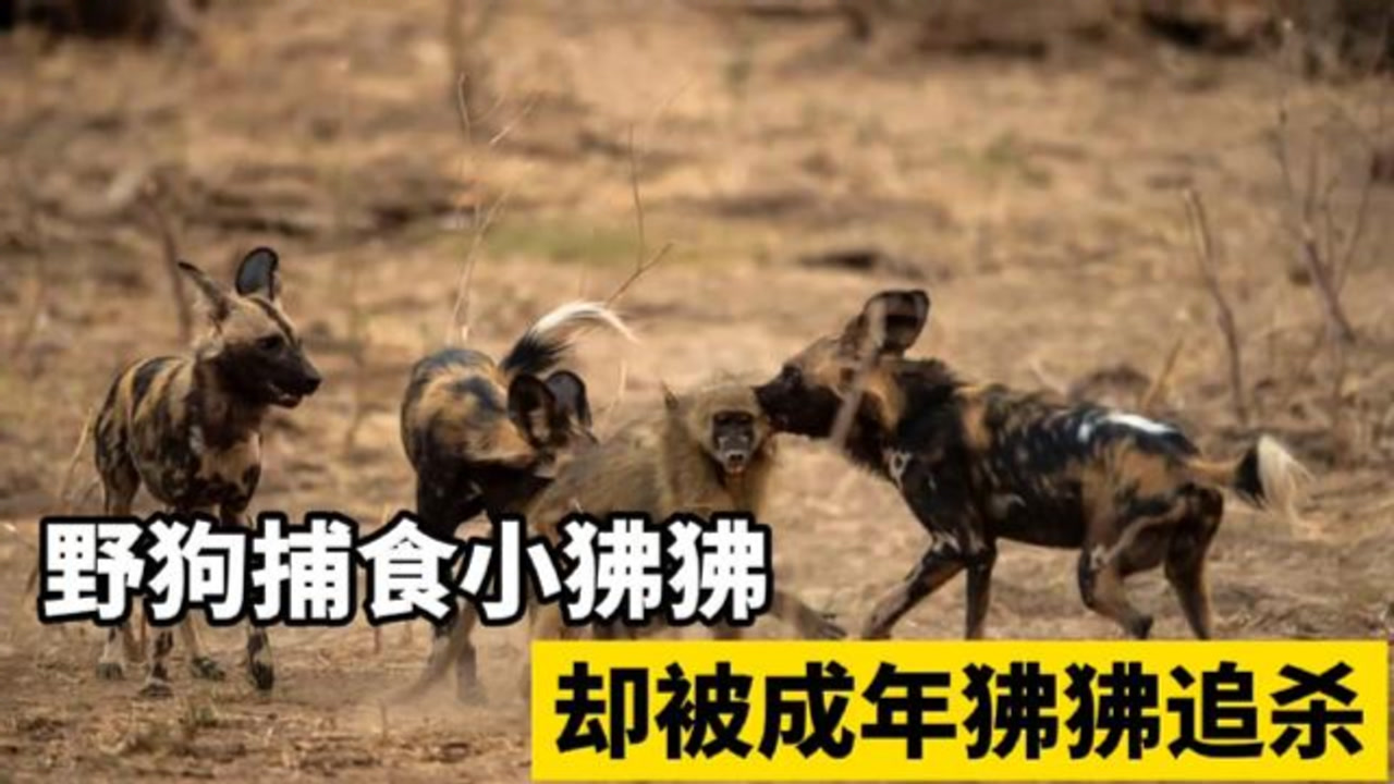 非洲野狗捕杀小狒狒,却被成年狒狒追杀,小狒狒命运走向何方?