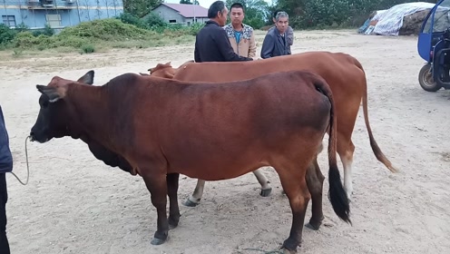 农村牛市交易市场,一头本地土黄牛交易成功,价格太便宜了