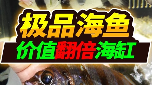 海魚瘋狂帶回家,入缸後展現靚麗身影,這次回去賺大發了_騰訊om視頻