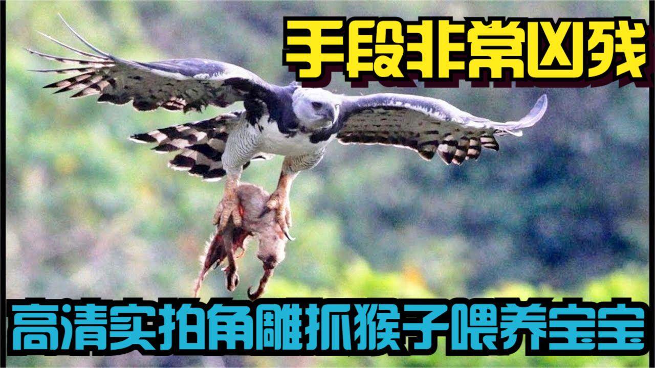 高清实拍角雕抓猴子喂养宝宝,手段非常凶残,镜头拍下全过程.