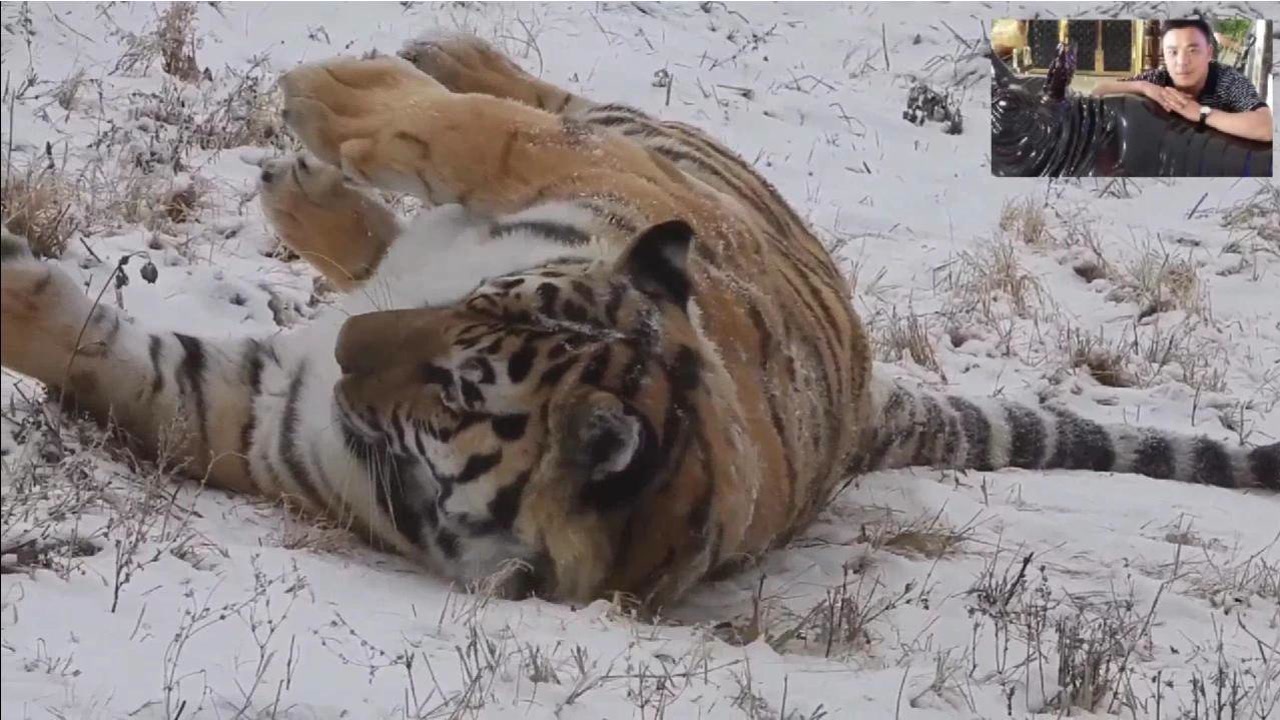 近距離觀看老虎雪裡地打滾翻身的精彩瞬間,自己玩了一會兒走了