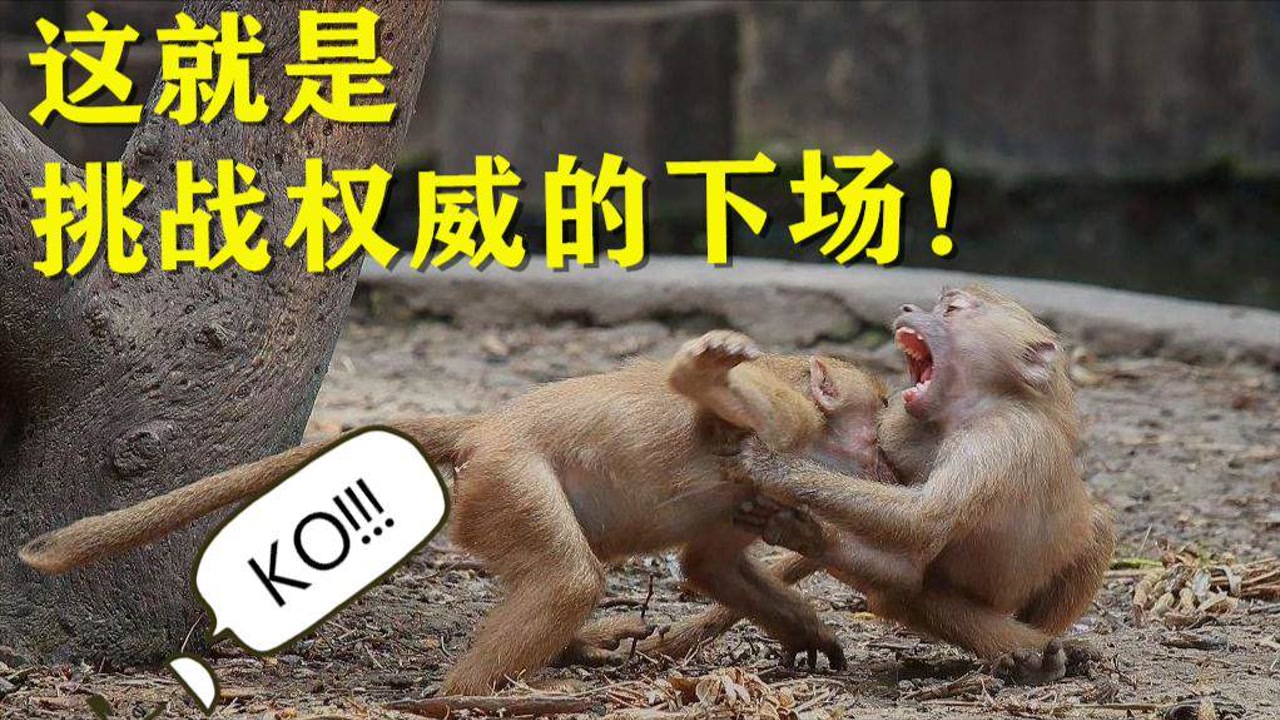 公狒狒公然直视首领,不料惨被锁喉按倒在地,嚎叫声响彻平原!