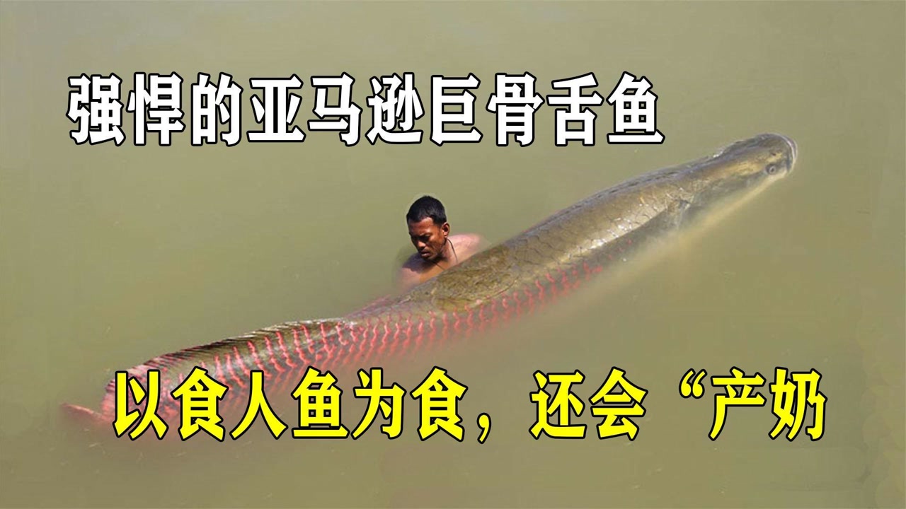 巨骨舌鱼(骨舌鱼科巨骨舌鱼属动物)_搜狗百科