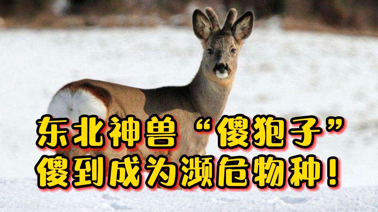 狍子(鹿科狍属动物)_搜狗百科